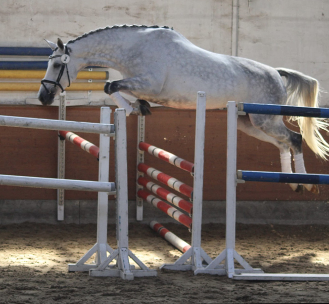 Juni 2022 - Trakehner Gestt Hmelschenburg  - Foto: Beate Langels