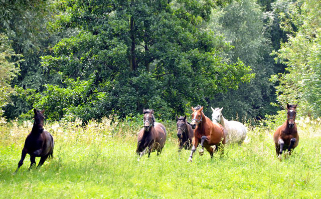 4jhriger Trakehner Wallach Tilly von Leonidas u.d. Thirica v. Enrico Caruso - Foto: Beate Langels - Trakehner Gestt Hmelschenburg