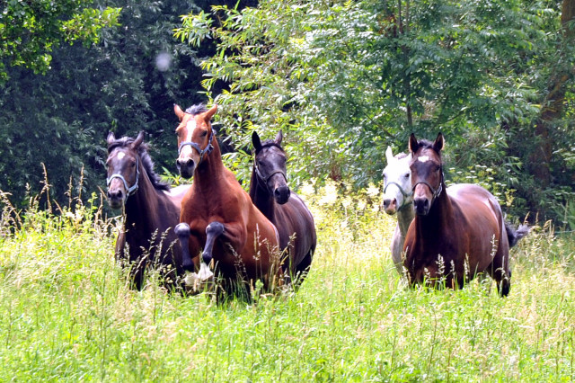 4jhriger Trakehner Wallach Tilly von Leonidas u.d. Thirica v. Enrico Caruso - Foto: Beate Langels - Trakehner Gestt Hmelschenburg