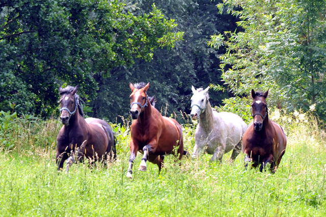 4jhriger Trakehner Wallach Tilly von Leonidas u.d. Thirica v. Enrico Caruso - Foto: Beate Langels - Trakehner Gestt Hmelschenburg