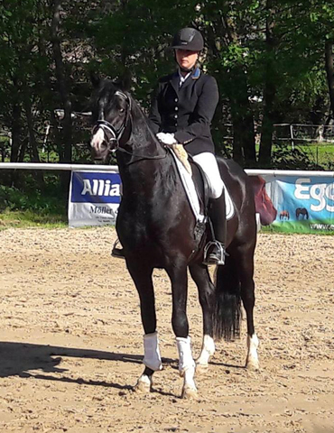 Grappa Nero von Imhotep u.d. Gracia Patricia v. Alter Fritz u.d. Elitestute Gloriette v. Kostolany - Foto: Beate Langels - 
Gestt Schplitz