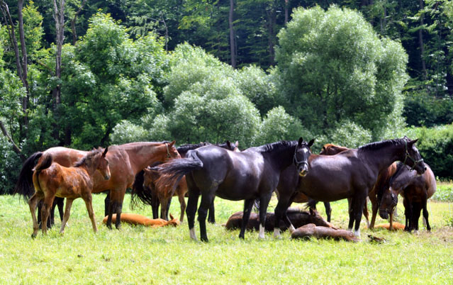 Hmelschenburger Stuten und Fohlen in den Emmerauen - Trakehner Gestt Hmelschenburg