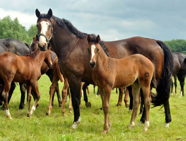 Pr.St. Tavolara von Exclusiv - mit Stutfohlen von Saint Cyr - Trakehner Gestt Hmelschenburg