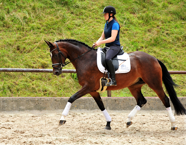 Prmienstute Gabbana v. High Motion - Foto: Beate Langels - Trakehner Gestt Hmelschenburg