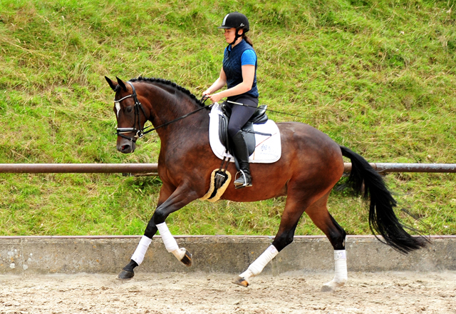 Prmienstute Gabbana v. High Motion  - Foto: Beate Langels - Trakehner Gestt Hmelschenburg