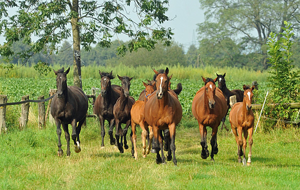 Weideumtrieb der Stuten und Fohlen im Trakehner Gestt Hmelschenburg, Foto: Beate Langels, Trakehner Gestt Hmelschenburg