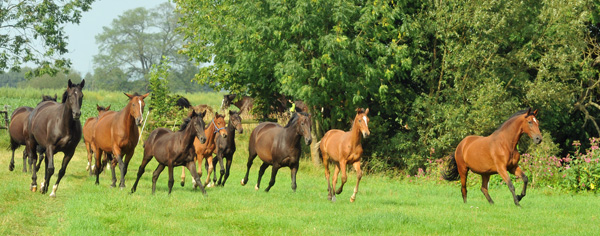 Weideumtrieb der Stuten und Fohlen im Trakehner Gestt Hmelschenburg, Foto: Beate Langels, Trakehner Gestt Hmelschenburg