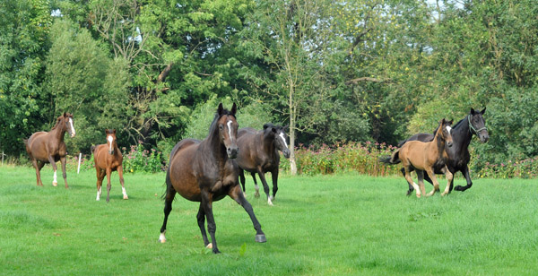 Weideumtrieb der Stuten und Fohlen im Trakehner Gestt Hmelschenburg, Foto: Beate Langels, Trakehner Gestt Hmelschenburg