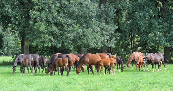 Weideumtrieb der Stuten und Fohlen im Trakehner Gestt Hmelschenburg, Foto: Beate Langels, Trakehner Gestt Hmelschenburg