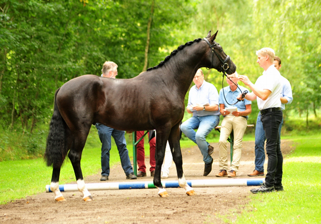 Hengst von Imhotep u.d. Gracia Patricia v. Alter Fritz u.d. Elitestute Gloriette v. Kostolany - Foto: Beate Langels - 
Gestt Schplitz