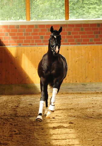 Hengst von Imhotep u.d. Gracia Patricia v. Alter Fritz u.d. Elitestute Gloriette v. Kostolany - Foto: Beate Langels - 
Gestt Schplitz