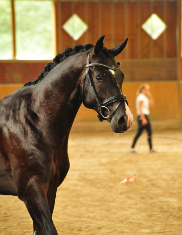 Hengst von Imhotep u.d. Gracia Patricia v. Alter Fritz u.d. Elitestute Gloriette v. Kostolany - Foto: Beate Langels - 
Gestt Schplitz