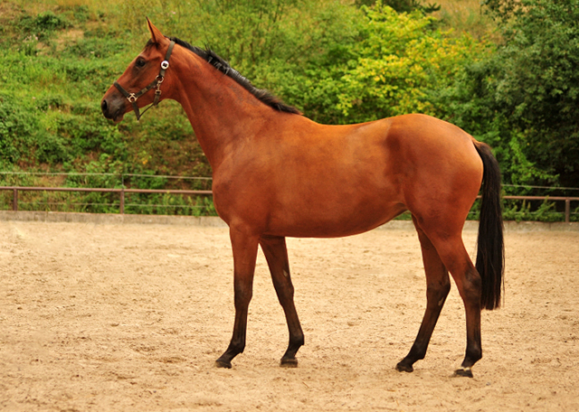 Schwalbe's Ass von High Motion u.d. Schwalbenlicht v. Imperio - Trakehner Gestt Hmelschenburg - Beate Langels