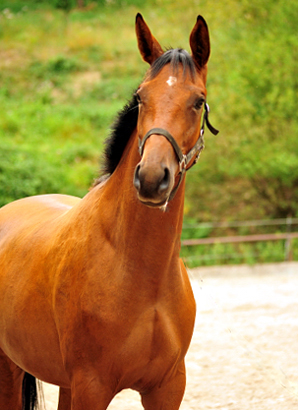 Schwalbe's Ass von High Motion u.d. Schwalbenlicht v. Imperio - Trakehner Gestt Hmelschenburg - Beate Langels