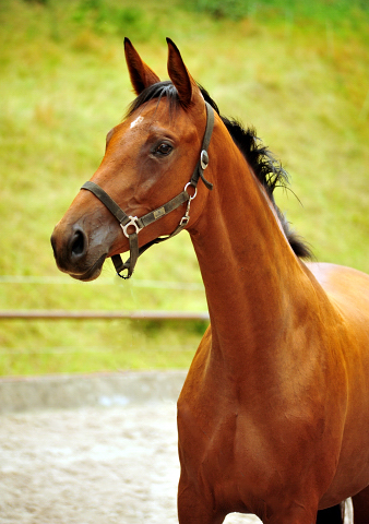 Schwalbe's Ass von High Motion u.d. Schwalbenlicht v. Imperio - Trakehner Gestt Hmelschenburg - Beate Langels