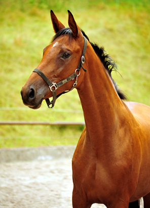 Schwalbe's Ass von High Motion u.d. Schwalbenlicht v. Imperio - Trakehner Gestt Hmelschenburg - Beate Langels
