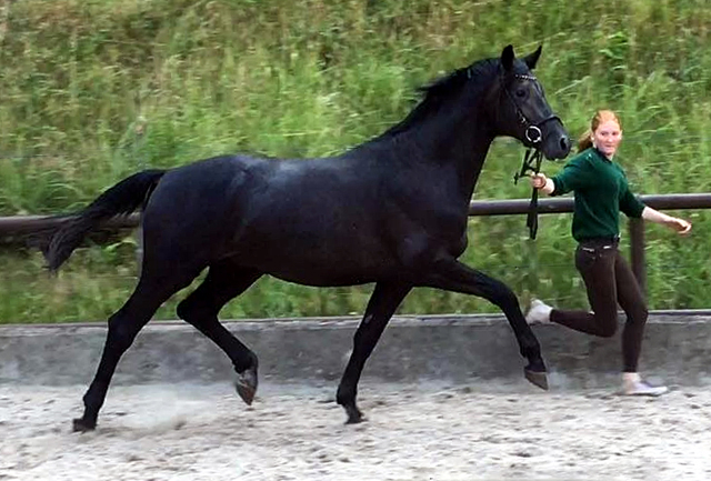 Zweijhriger Hengst von Millenium - Foto: Beate Langels