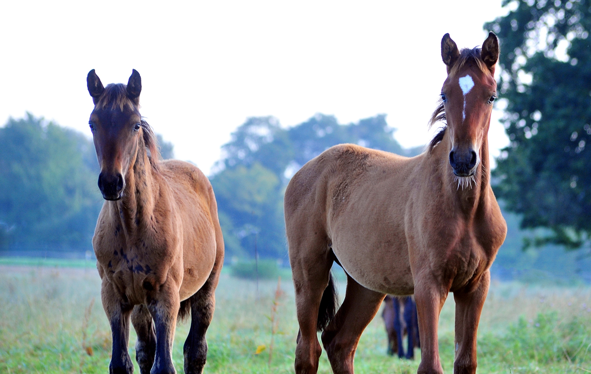 Hengstfohlen von Glcksruf am 15. September 2024 - Fotos Beate Langels - Trakehner Gestt Hmelschenburg