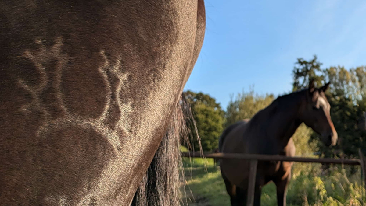 Auf der Stutenkoppel in Hmelschenburg am 13. September 2024 - Foto Sabine Beyer - Trakehner Gestt Hmelschenburg