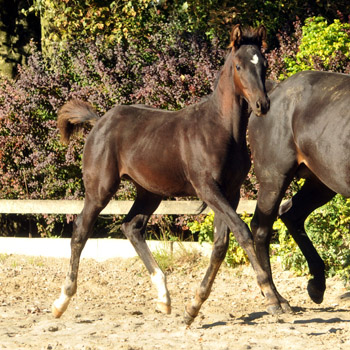 Hengstfohlen von Saint Cyr u.d. Tabella