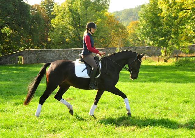 Schwalbenzauber von De Niro x Totilas - Foto: Beate Langels - 
Trakehner Gestt Hmelschenburg