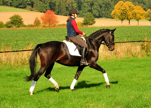 Schwalbenzauber von De Niro x Totilas - Foto: Beate Langels - 
Trakehner Gestt Hmelschenburg