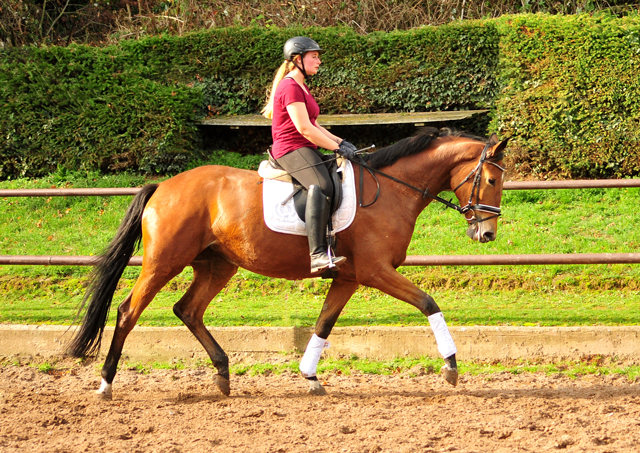 3jhrige Stute von Honor du Soir u.d. Pr.u.St.Pr.u. Elitestute Karena - Foto: Beate Langels - 
Trakehner Gestt Hmelschenburg