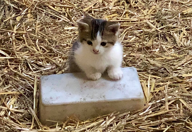 unser Katzennachwuchs Ende Oktober 2021 in Hmelschenburg  - Foto: Beate Langels - Trakehner Gestt Hmelschenburg