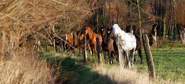 Gruppe der Wallache im Gestt Schplitz, Foto: Beate Langels