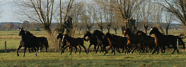 Stuten und Fohlen im Gestt Schplitz, Foto: Beate Langels