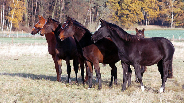 Gruppe der Jhrlingsstuten im Gestt Schplitz, vorn: Stute v. Alter Fritz u.d. ESt. Gloriette v. Kostolany, Foto: Beate Langels