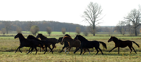 Zweijhrige stuten im Gestt Schplitz, Foto: Beate Langels