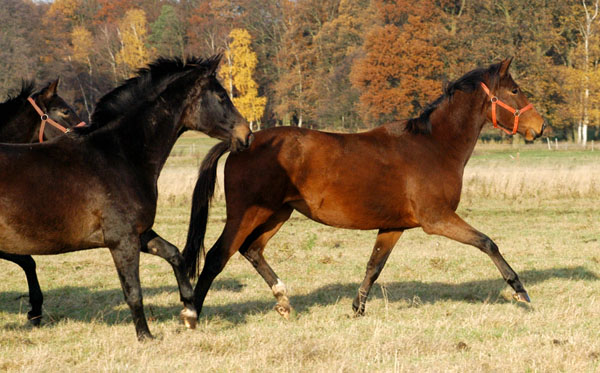 Schwalbenmrchen und Kalahari (beide v. Exclusiv) in Schplitz, Foto: Beate Langels