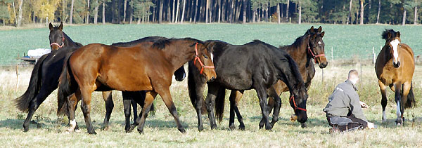 Zweijhrige Stuten im Gestt Schplitz - vorn: Kalahari v. Exlusiv, Vitalia v. Exclusiv und rechts Schwalbenherzchen v. Freudenfest, Foto: Beate Langels