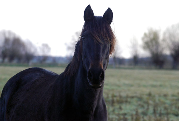 Lilly von Tuareg, Foto: Beate Langels