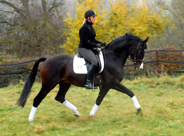 Prmienhengst SHAVALOU v. Freudenfest u.d. Elitestute Schwalbenspiel v. Exclusiv - 15. November 2012 - Foto: Beate Langels - Trakehner Gestt Hmelschenburg