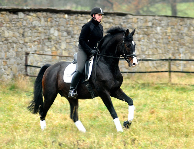 Prmienhengst SHAVALOU v. Freudenfest u.d. Elitestute Schwalbenspiel v. Exclusiv - 15. November 2012 - Foto: Beate Langels - Trakehner Gestt Hmelschenburg