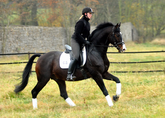 Trakehner Premium Sire SHAVALOU by Freudenfest out of premium-mare Schwalbenspiel by Exclusiv  - 15. November 2012 - Foto: Beate Langels - Trakehner Gestt Hmelschenburg