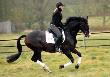 Prmienhengst SHAVALOU v. Freudenfest u.d. Elitestute Schwalbenspiel v. Exclusiv - 15. November 2012 - Foto: Beate Langels - Trakehner Gestt Hmelschenburg