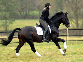 Trakehner Premium Sire SHAVALOU by Freudenfest out of premium-mare Schwalbenspiel by Exclusiv - 15. November 2012 - Foto: Beate Langels - Trakehner Gestt Hmelschenburg