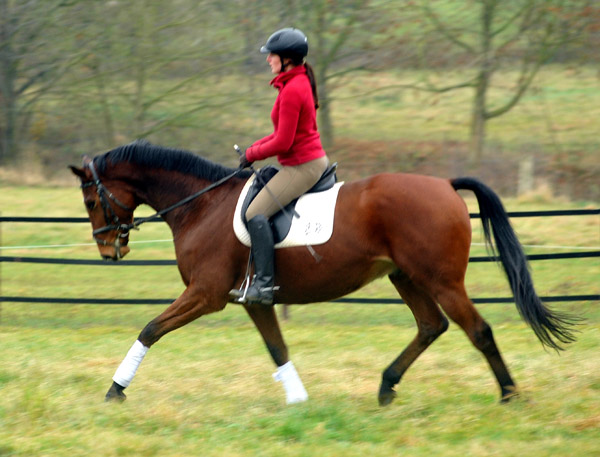 Goliath by Shavalou out of Guendalina by Red Patrick xx - Foto: Beate Langels - Trakehner Gestt Hmelschenburg