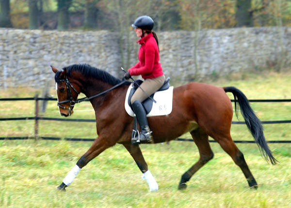 Goliath by Shavalou out of Guendalina by Red Patrick xx - Foto: Beate Langels - Trakehner Gestt Hmelschenburg