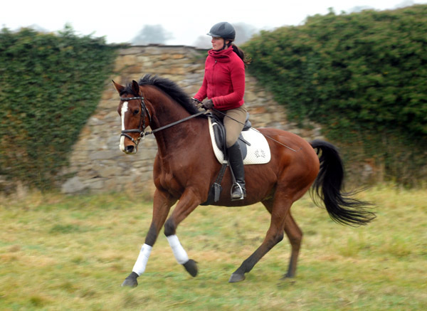 Goliath by Shavalou out of Guendalina by Red Patrick xx - Foto: Beate Langels - Trakehner Gestt Hmelschenburg