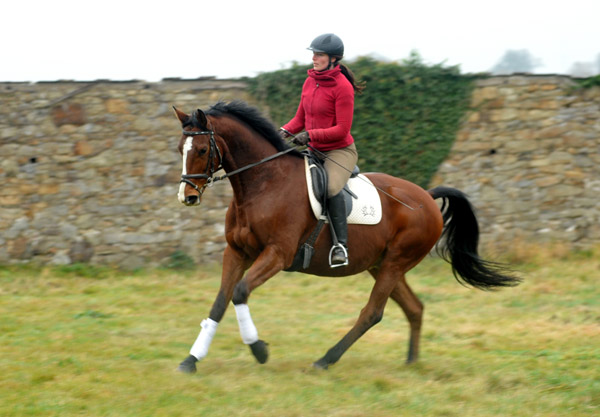 Goliath by Shavalou out of Guendalina by Red Patrick xx - Foto: Beate Langels - Trakehner Gestt Hmelschenburg