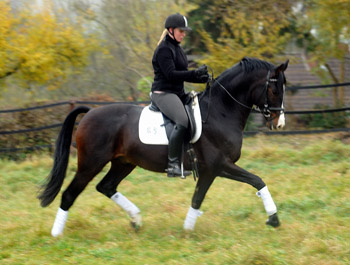 Prmienhengst SHAVALOU v. Freudenfest u.d. Elitestute Schwalbenspiel v. Exclusiv - 15. November 2012 - Foto: Beate Langels - Trakehner Gestt Hmelschenburg