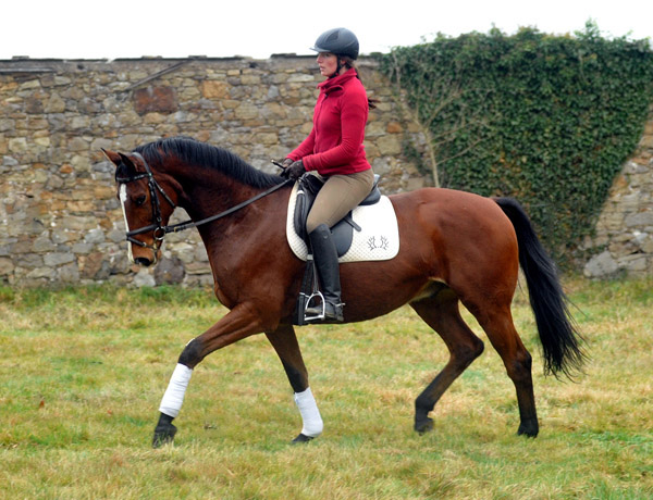 Goliath by Shavalou out of Guendalina by Red Patrick xx - Foto: Beate Langels - Trakehner Gestt Hmelschenburg