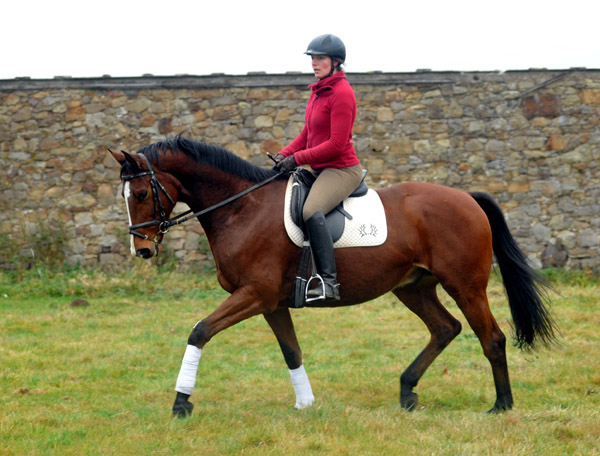 Goliath by Shavalou out of Guendalina by Red Patrick xx - Foto: Beate Langels - Trakehner Gestt Hmelschenburg