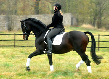 Trakehner Premium Sire SHAVALOU by Freudenfest out of premium-mare Schwalbenspiel by Exclusiv  - 15. November 2012 - Foto: Beate Langels - Trakehner Gestt Hmelschenburg