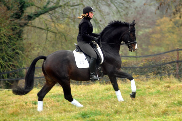 Trakehner Premium Sire SHAVALOU by Freudenfest out of premium-mare Schwalbenspiel by Exclusiv  - 15. November 2012 - Foto: Beate Langels - Trakehner Gestt Hmelschenburg