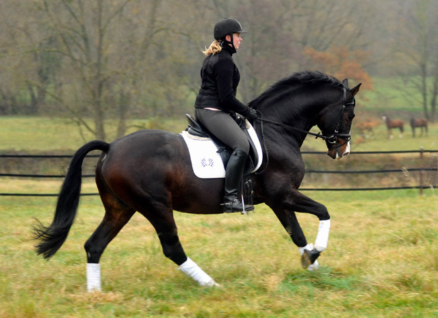 Prmienhengst SHAVALOU v. Freudenfest u.d. Elitestute Schwalbenspiel v. Exclusiv - 15. November 2012 - Foto: Beate Langels - Trakehner Gestt Hmelschenburg